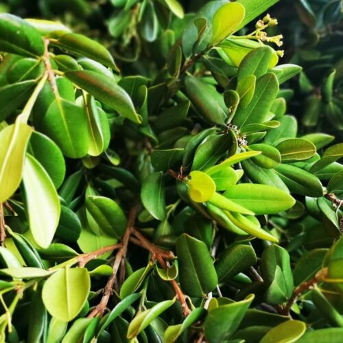 Trinidad and Tobago Bay Leaves. Potent flavor and multiple health benefits.